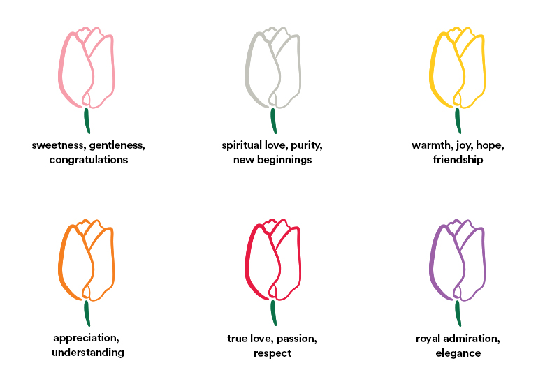 Tulips Meaning By Color Tulips Flower